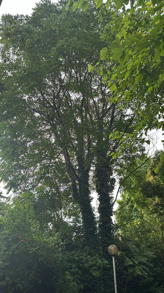 Lycée inventaire arbres Bordeaux