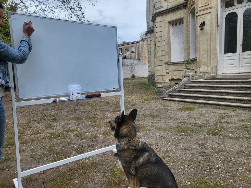 ecole et centre de formation au métier d'educateur comportementaliste canin proche de Gujan mestras