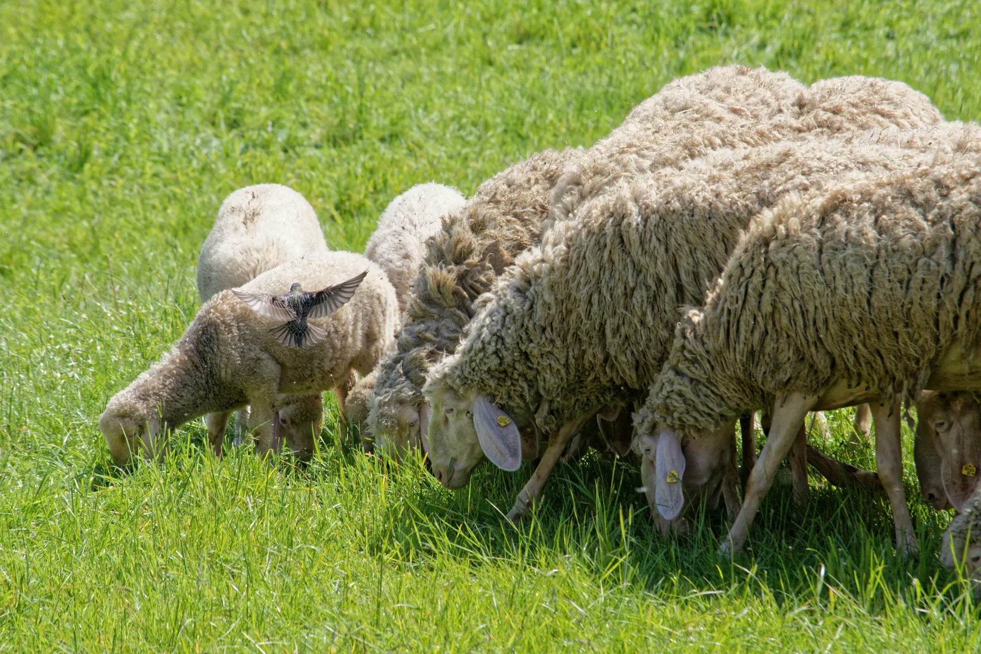 Fromages au lait de brebis bio