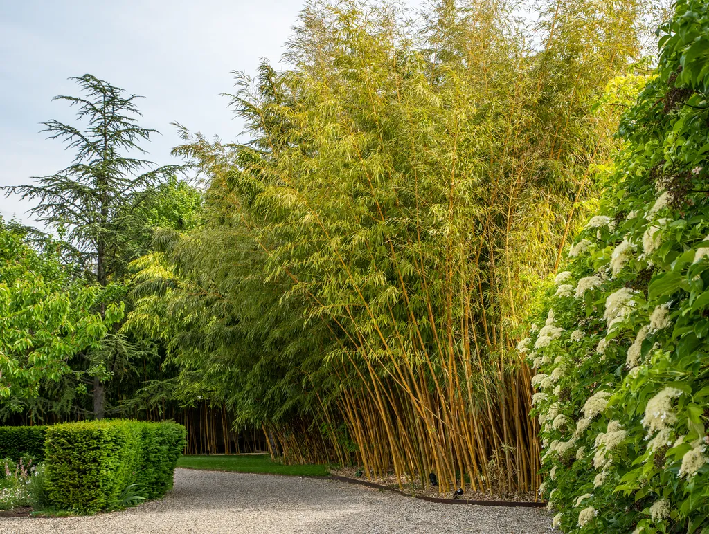 Aménagement paysager complet avec arrosage automatique intelligent et gazon de plaquage à Caluire-et-Cuire (69300)