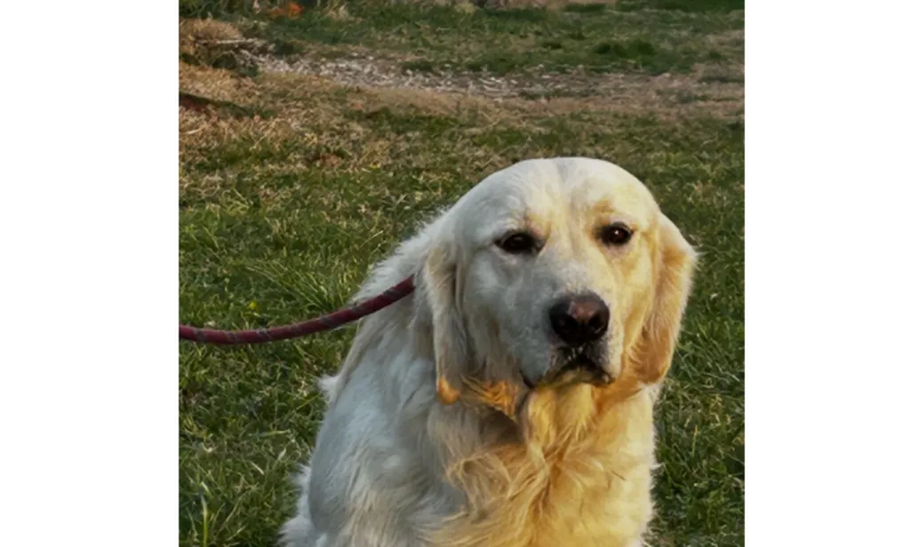 Chiots Golden Retriever LOF à réserver – naissance du 2 juin 2026 (Paca et Thao)