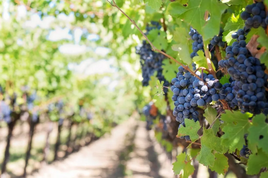 Vignoble & Oenotourisme Cassis Clos Saint Magdeleine
