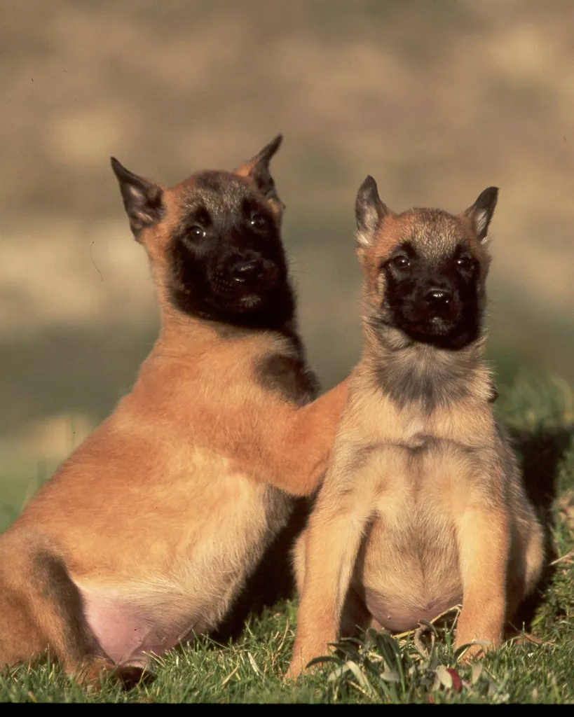CHIOTS BERGER BELGE MALINOIS DANS LE 84