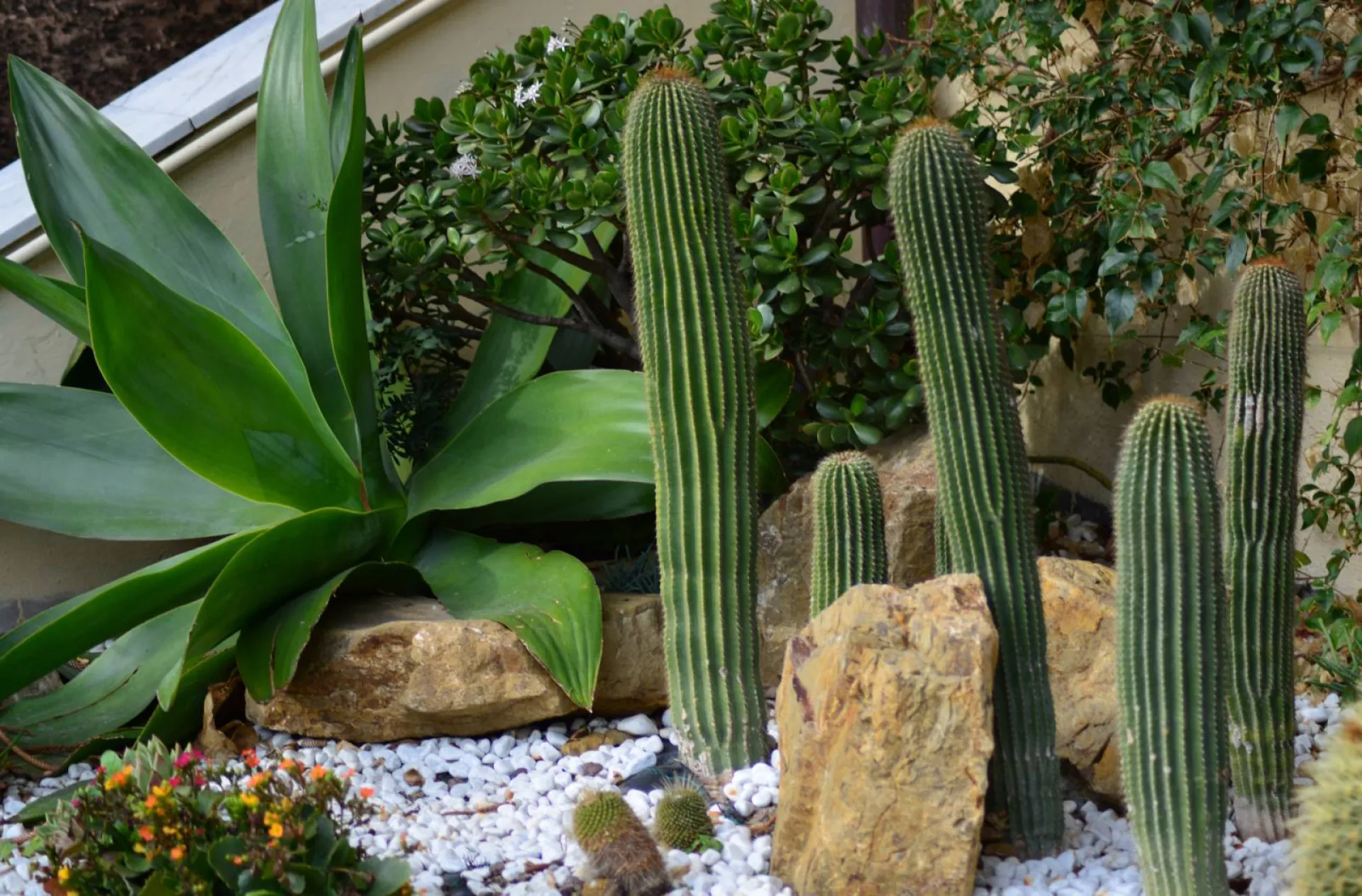 Paysagiste pour Aménagement de jardin sec dans le Lubéron