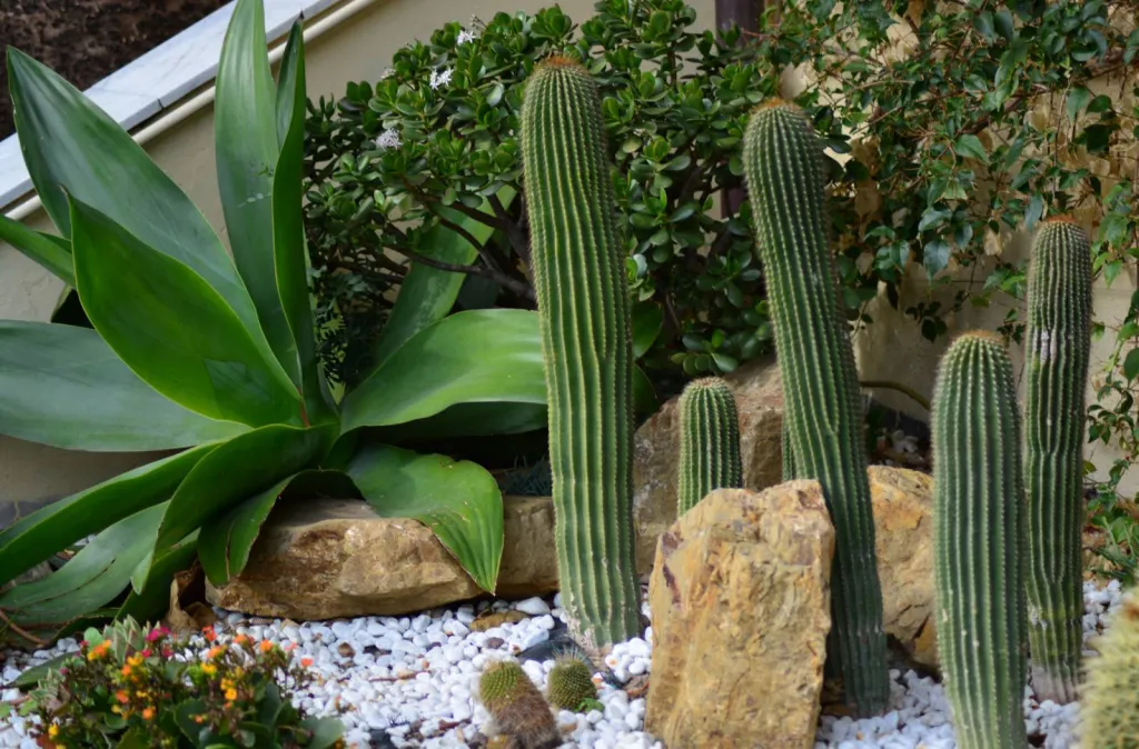 Paysagiste pour Aménagement de jardin sec dans le Lubéron