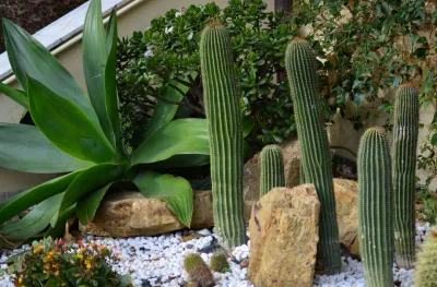 Paysagiste pour Aménagement de jardin sec dans le Lubéron