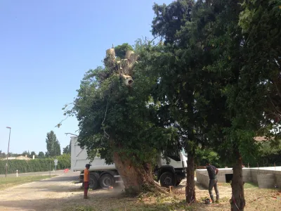 Abattage d'un gros platane à Berbentane à côté d'Avignon, à proximité d'une maison en construction