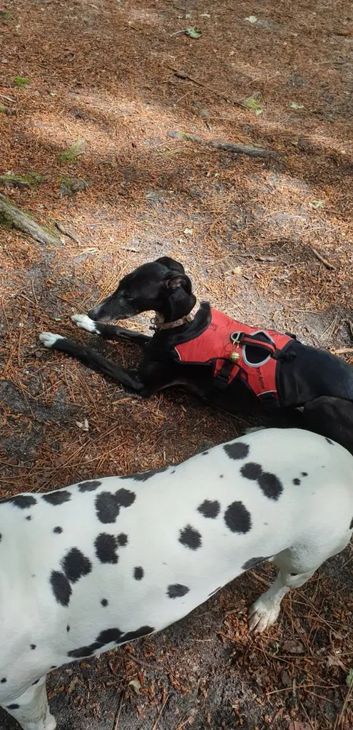 Comment re éduquer un lévrier venue d'espagne dans la bienveillance