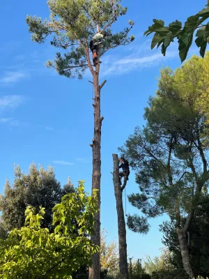 Paysagiste experts en abattage d'arbres grande hauteur dans le 13