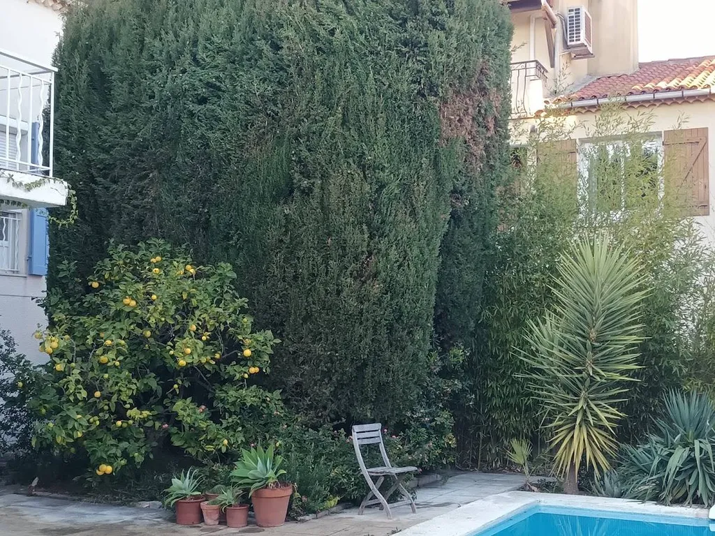 Taille d’un cyprès à La Ciotat par jardinier paysagiste expert pour entretenir, structurer et valoriser durablement votre arbre méditerranéen