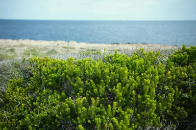 UN PAILLAGE REVOLUTIONNAIRE