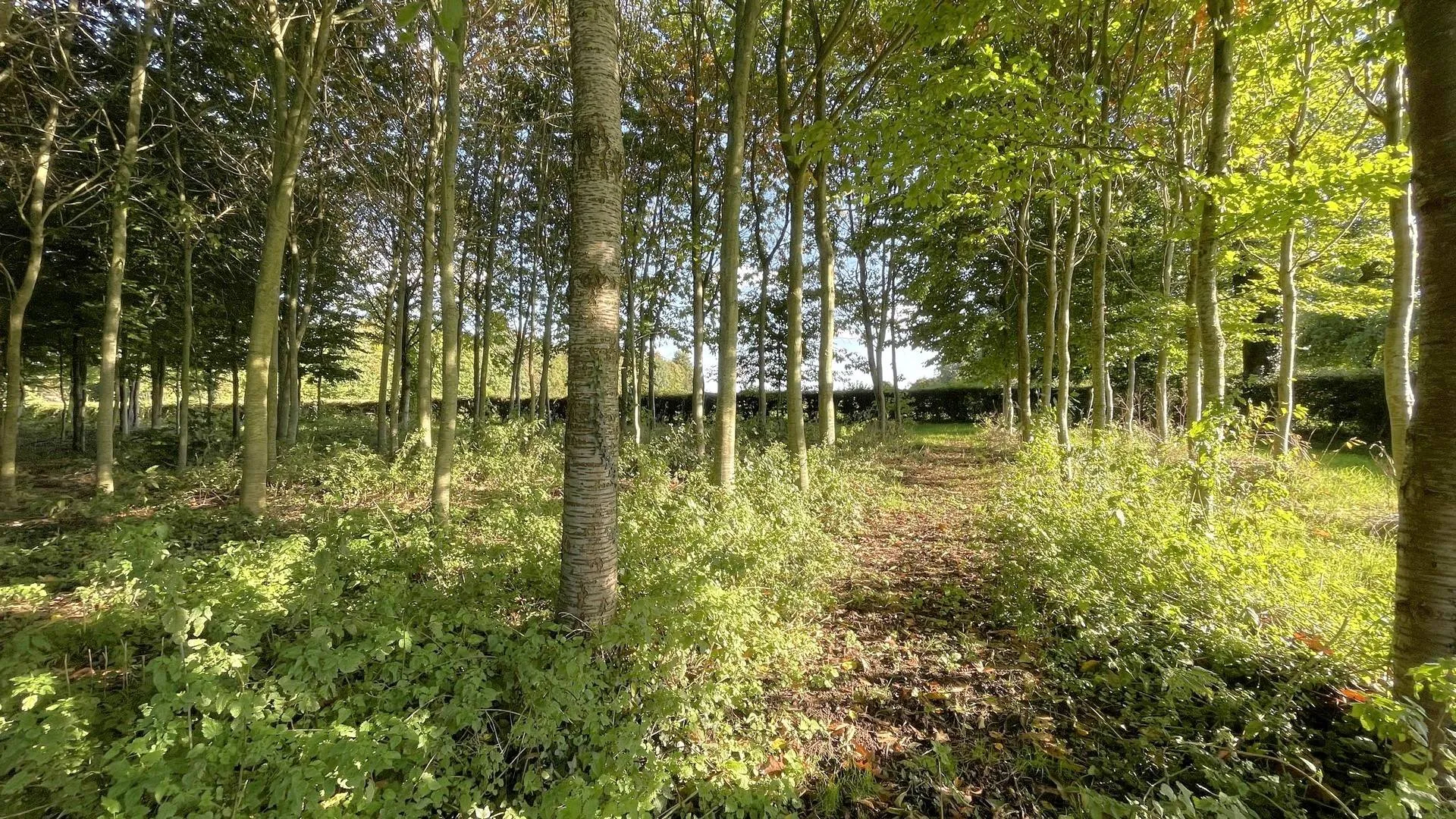 Longère rénovée de 171 m² et une dépendance de 75 m², située sur un magnifique parc clos et boisé de 2 hectares, Normandie, 76