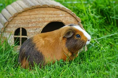 Vétérinaire spécialisé en NAC cochon d'inde à Toulon