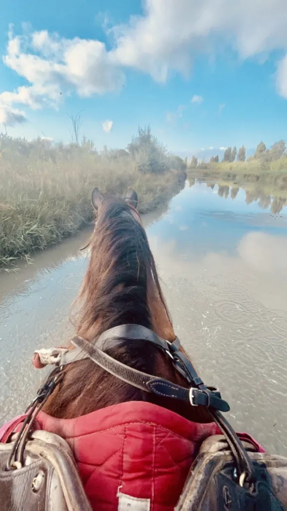 Balade à  cheval découverte de 1 heure dans les marécages de Camargue