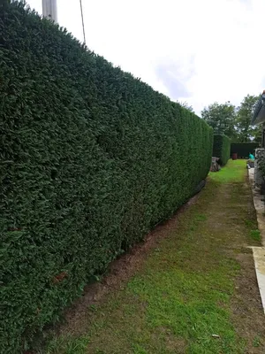 Taille d'une haie avec évacuation de déchets à cezac en Gironde 
