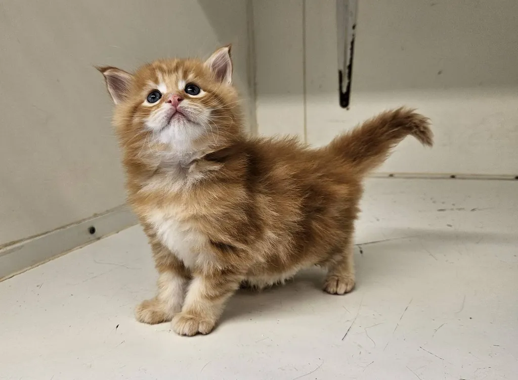 Chats de race MAÏNE COON, inscrit au LOOF, situé à Avignon en région PACA.