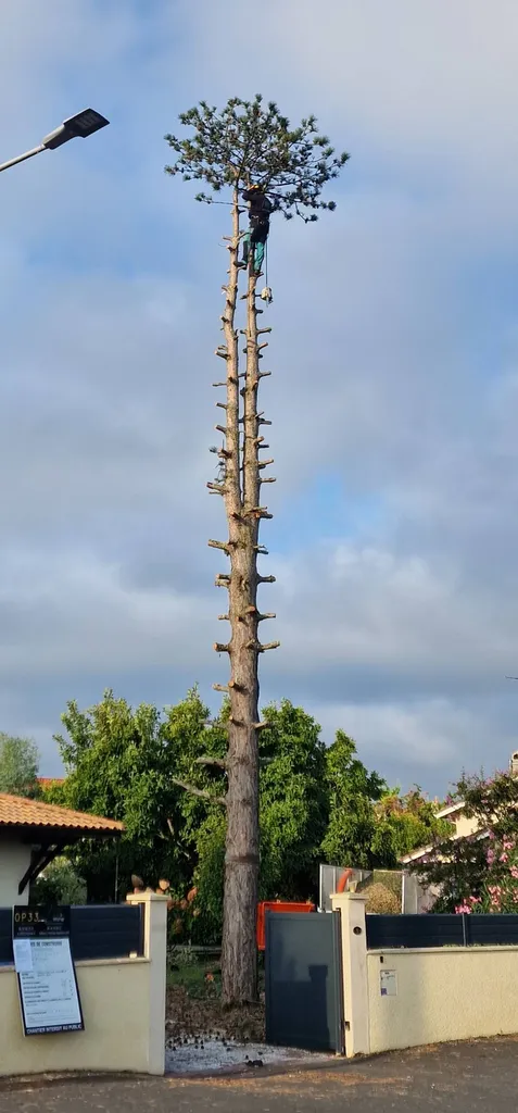 Prix pour élaguer un arbre rapidement avec une entreprise sérieuse et de bons avis à Blanquefort dans le Médoc 