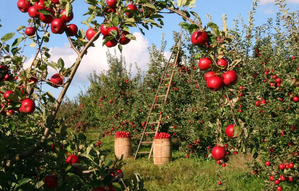 Livrer des fruits et légumes à Clermont-Ferrand