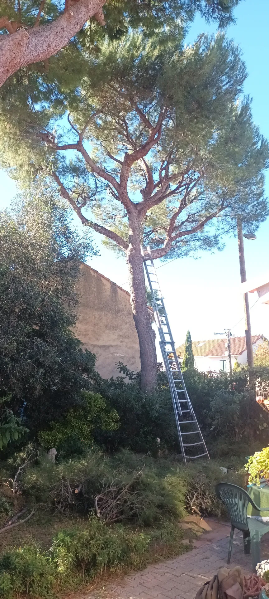 Élagage de pins dans le 8ème à la pointe rouge à Marseille. 