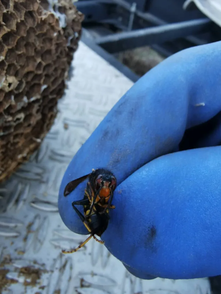 frelons asiatique Vespa velutina