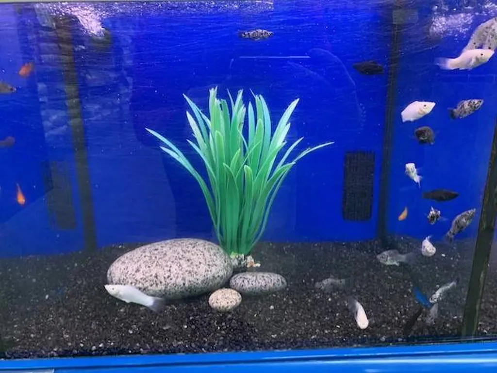 Acheter des poissons d'eau douce à proximité de Saint-Romain-de-Colbosc 76