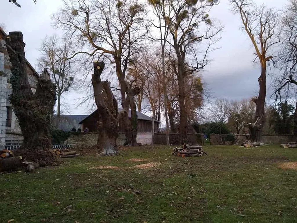 Élagage d’arbres centenaires au Château d’Ételan (76330)