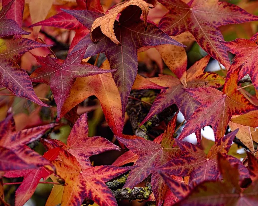 Automne