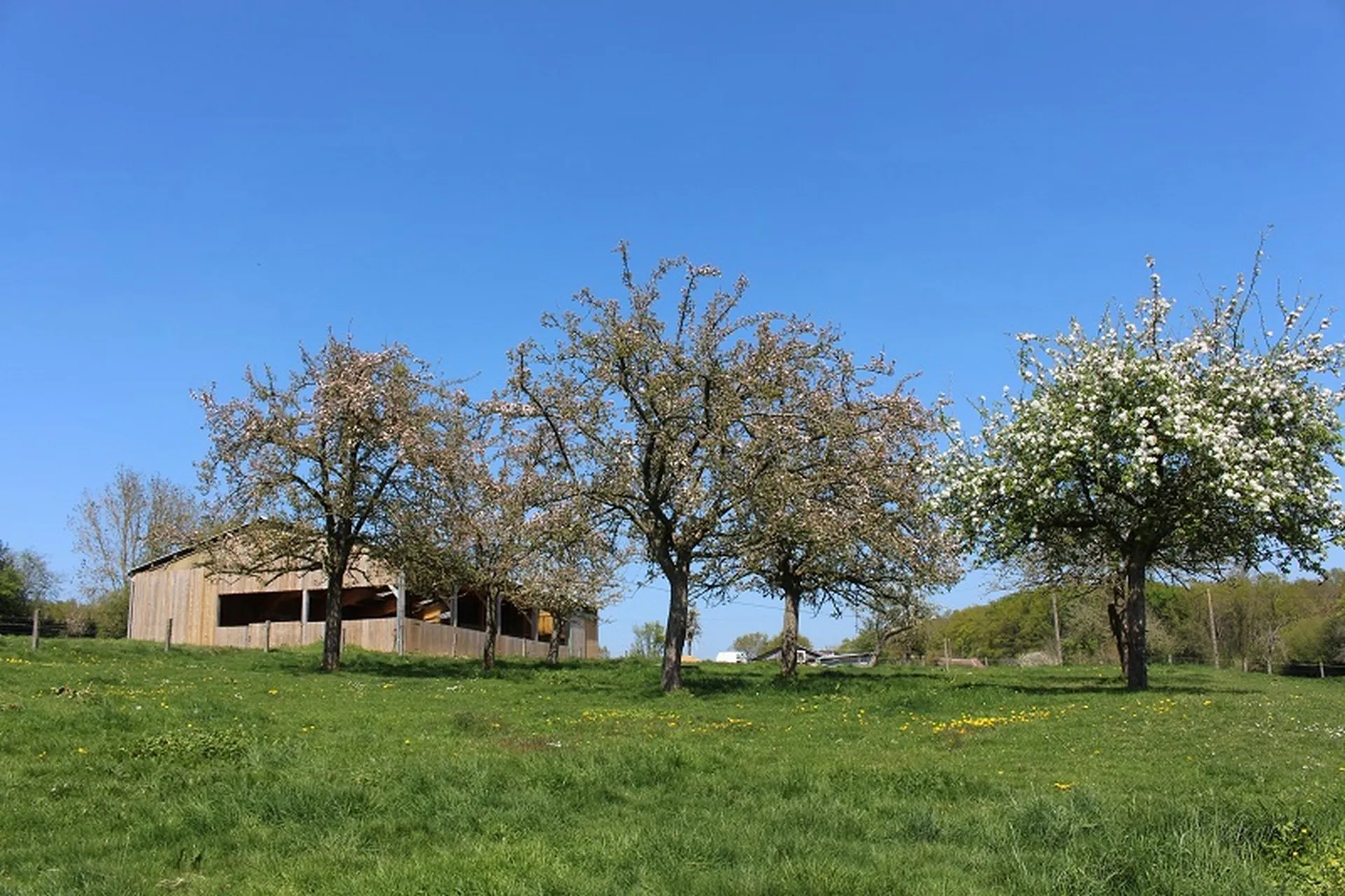 CORPS DE FERME SUR 4 HECTARES A VENDRE REGION LISIEUX, NORMANDIE