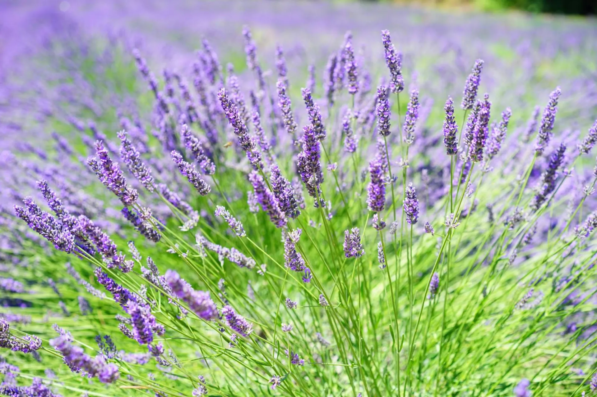 Jardinier pour restructurer un petit jardin d’agrement à Saint Rémy de Provence