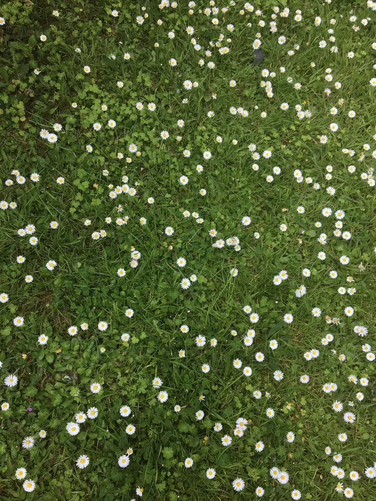 Pourquoi repenser son jardin aujourd’hui vers plus de naturel ?