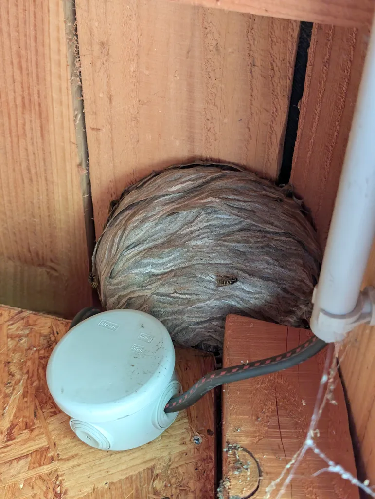 Destruction de nid de guêpes / frelons à Liergues 69400 dans une cabane de jardin suite à la découverte d'un essaim rond.
