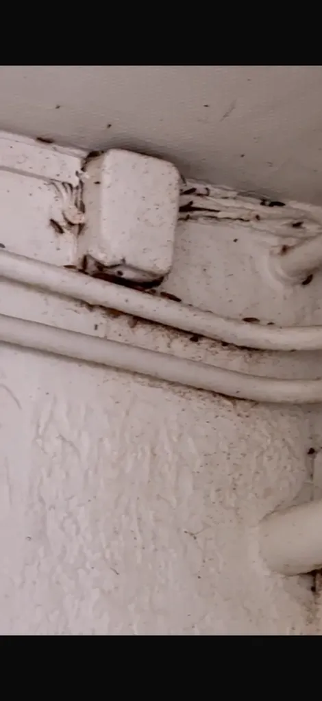 Service complet anti-nuisibles pour restaurants, cafés et hôtels à Toulouse éliminant rats, souris, cafards et punaises efficacement