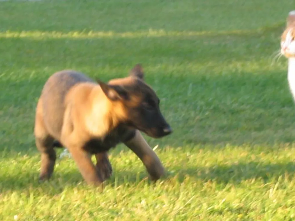 Vente de Chiots Malinois de taille moyenne à l'élevage du Palais des Papes à Avignon