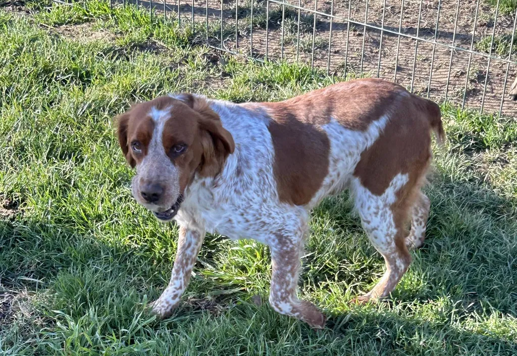 Achat de chien et Chiot Epagneul breton male ou femelle Avignon Vaucluse 84 Paca