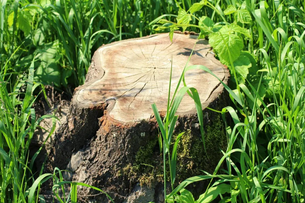 Entreprise de déssouchage d’arbre à Avignon dans le Vaucluse