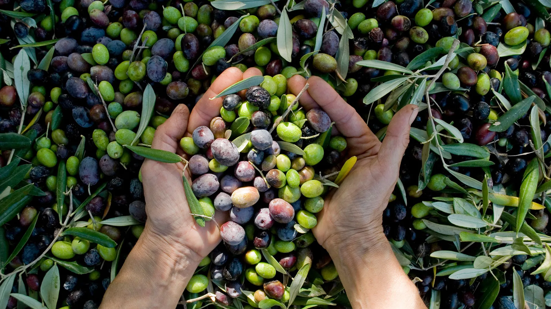Gastronomie étoilée près de Thecamp Hotel & Lodges à Aix-en-Provence avec Pierre Reboul