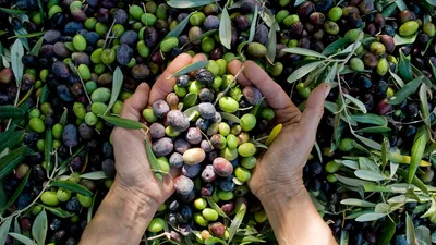 Gastronomie étoilée près de Thecamp Hotel & Lodges à Aix-en-Provence