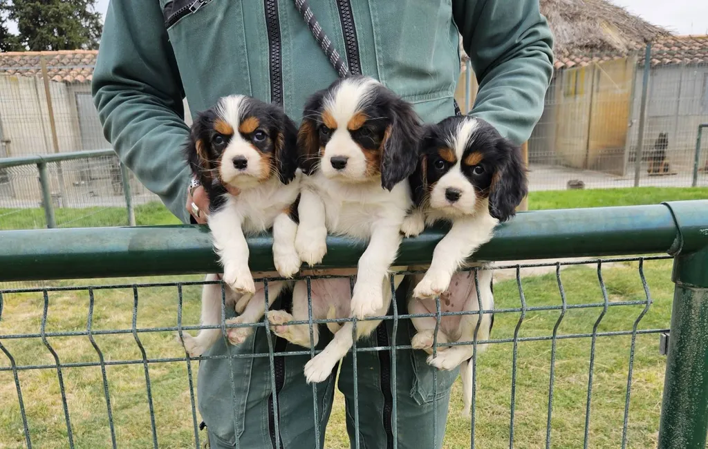 VENTE DE CHIOT MALE ET FEMELLE CAVALIER KING CHARLES INSCRITS AU LOF DANS LE VAUCLUSE REGION PACA