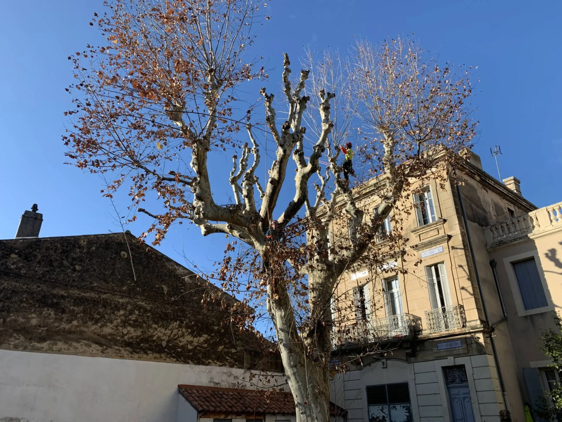 La réglementation sur l’élagage, outillage et la protection de l’élagueur à Aix en Provence