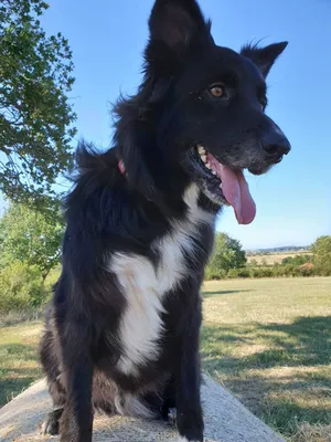 Nourrir son chien à Dijon
