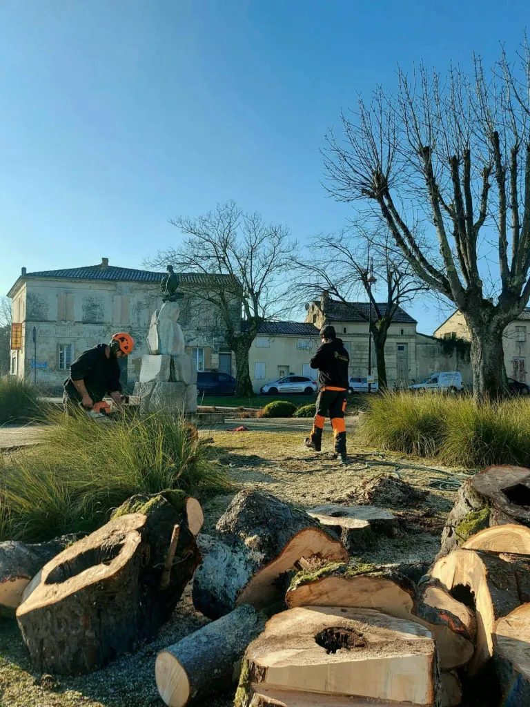 Abattage de marronnniers à St Julien de Beychevelle