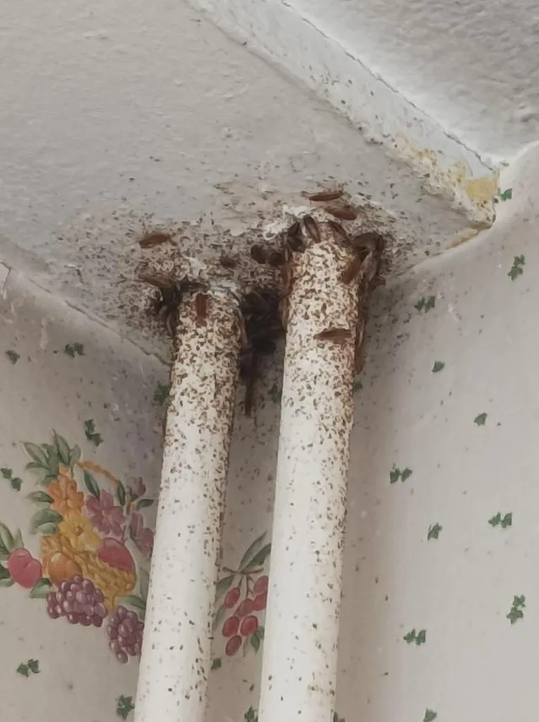 Traitement contre les cafards à Caluire-et-Cuire proche de Lyon pour une infestation d’un logement dans une résidence en centre-ville