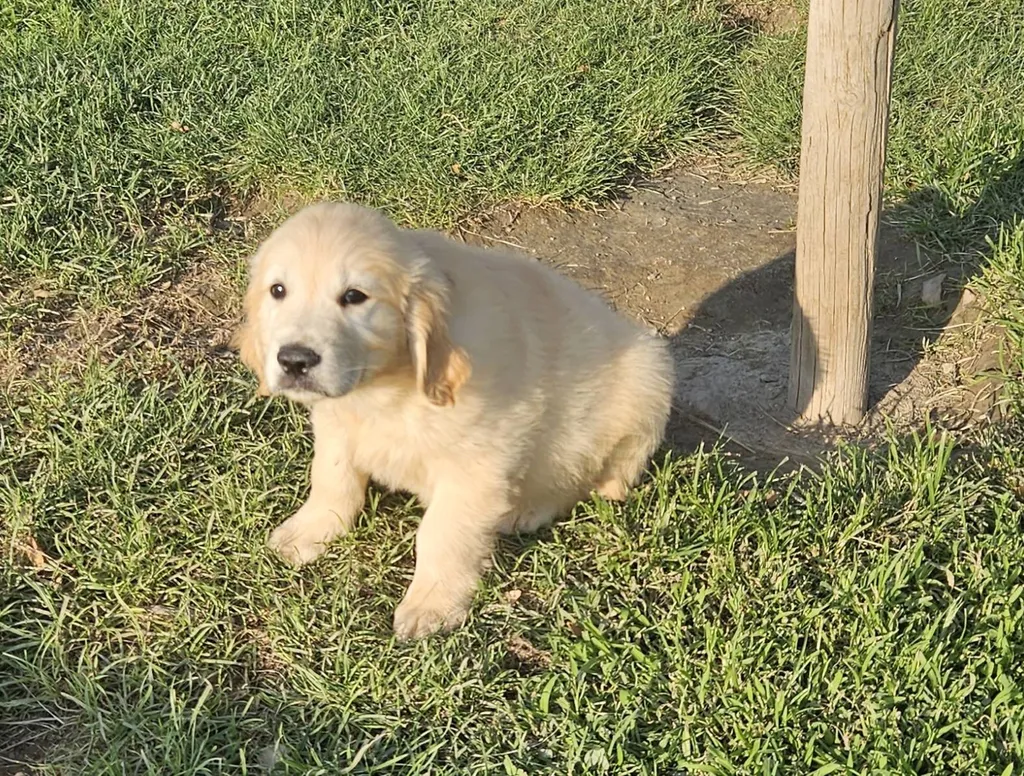 Acheter un chiot de race GOLDEN RETRIEVER chez un professionnel de l'élevage dans le Vaucluse.