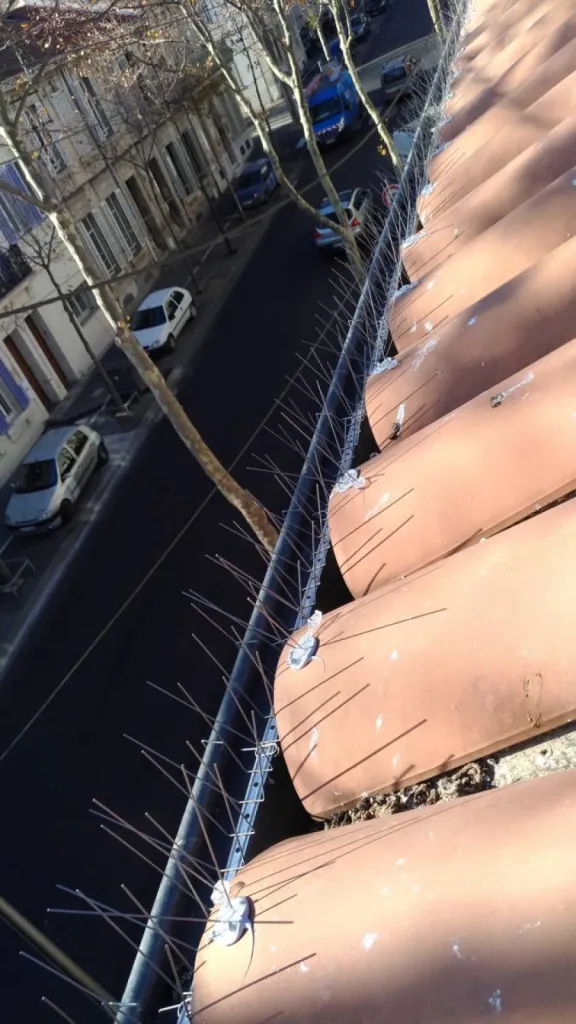 Pics anti pigeon pour gouttière