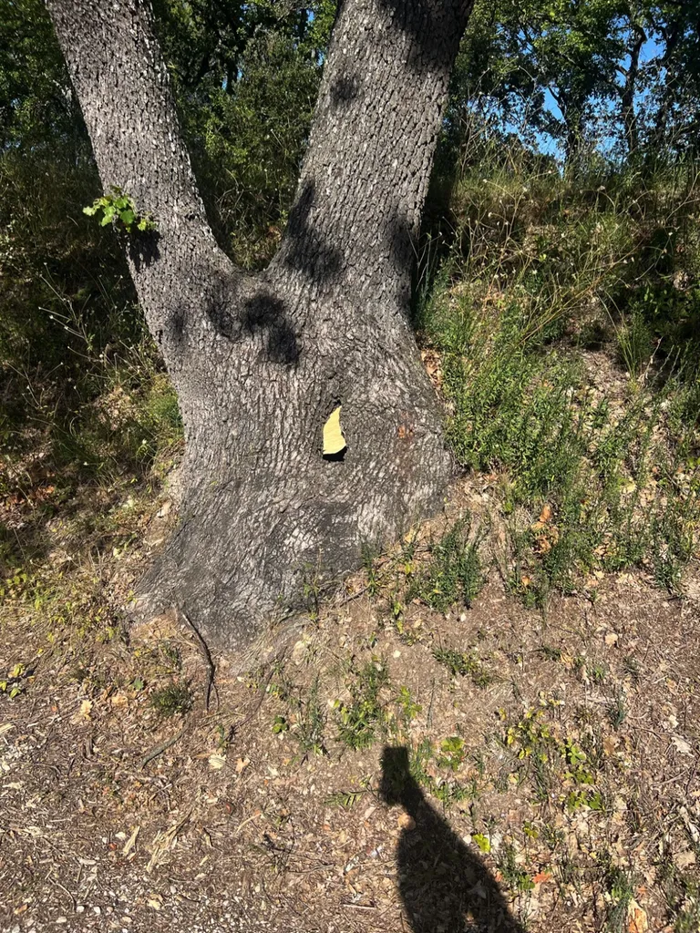  gros nid de frelons européens dans le tronc d’un arbre à Saint Estève Janson  13610