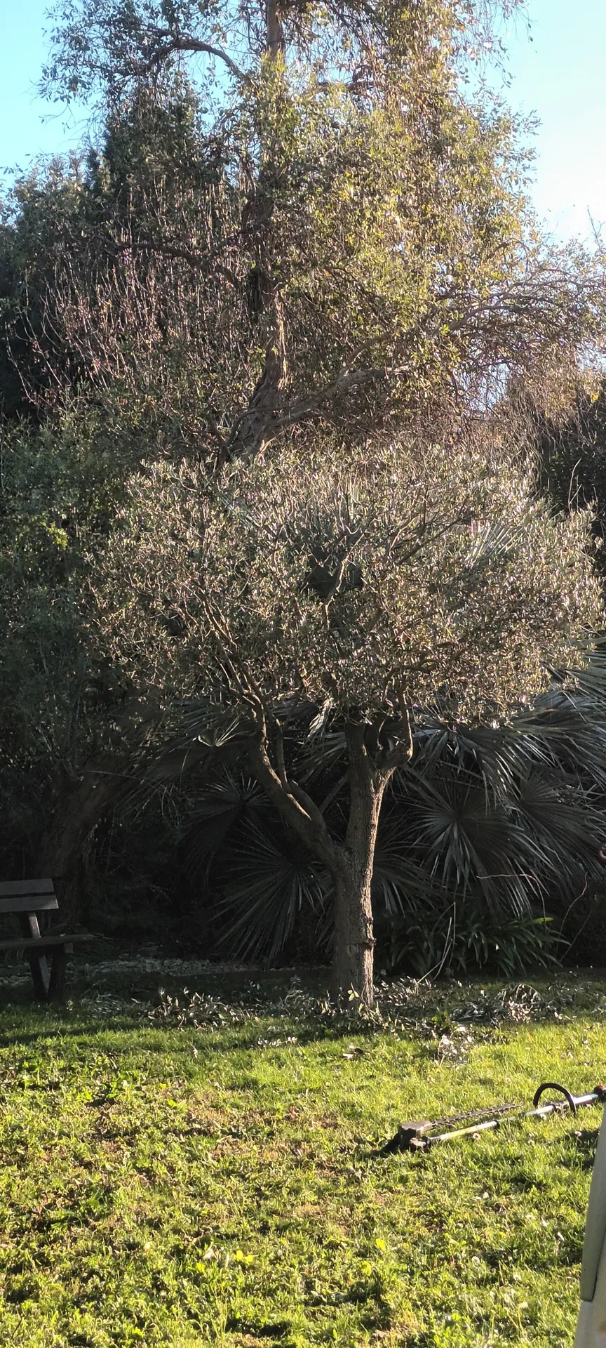 Tailles haie et Oliviers dans le 12ème à Marseille. 