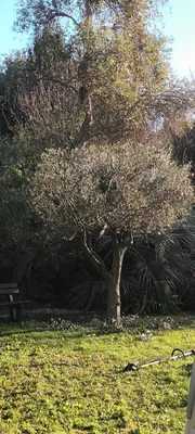 Tailles haie et Oliviers dans le 12ème à Marseille. 