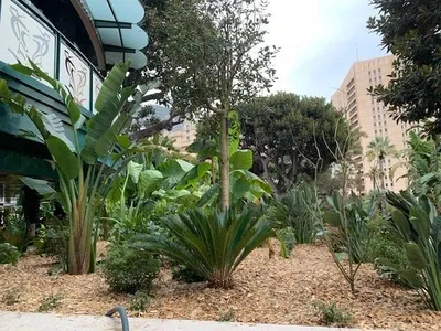 Jardinières plantes méditerranéennes
