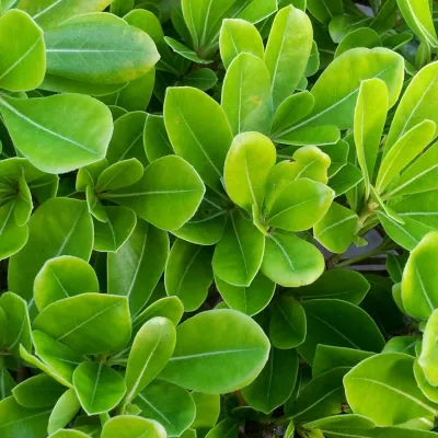 CREATION D'UNE HAIE LIBRE SUR LE BASSIN D'ARCACHON : LES MEILLEURS VÉGÉTAUX À CHOISIR
