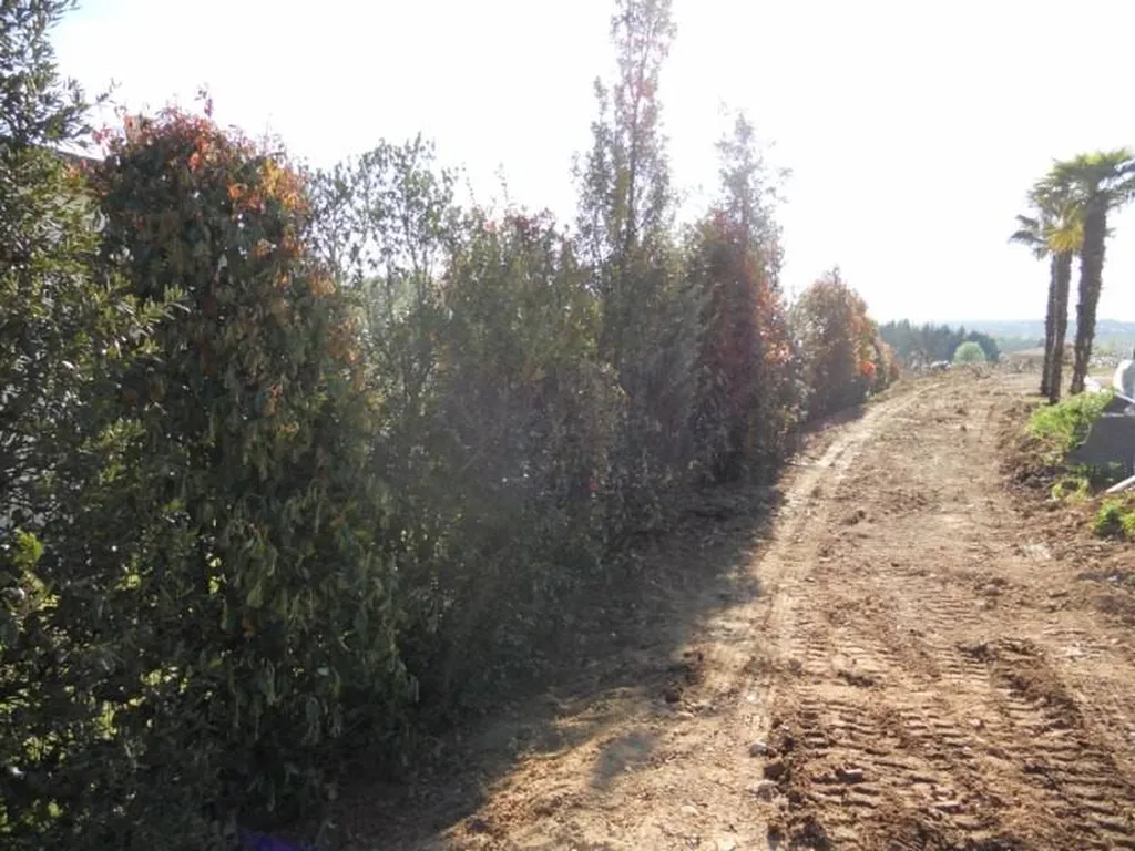Plantation d'une Haie mixte par le paysagiste de Fuveau.